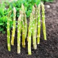 ราคา ของแท้ 100 เมล็ดพันธุ์หน่อไม้ฝรั่งยักษ์ ผักออแกนิค พันธุ์ไม้หายาก เมล็ดพันธุ์ผัก ไม้ประดับ ผักสวนครัว พันธุ์ผักเมล็ดผัก (13649307070)