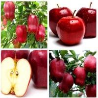 ราคา ขายส่ง 50 เมล็ด เมล็ดแอปเปิ้ลป่า seeds Apple เมล็ดพันธุ์ เมล็ดพันธุ์พืช เมล็ดพันธุ์บอนไซ แอปเปิ้ลแคระ แอปเปิ้ลบอนไซ (13648963788)