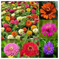 ราคา เมล็ดพันธุ์ ดอกบานชื่นคละสี 200 เมล็ด Mixed Zinnia Flower Seed เมล็ดพันธุ์แท้ ดอกบานชื่นซ้อน เมล็ดบานชื่น ต้นไม้มงคล (13153887308)