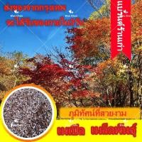 ราคา 50 เมล็ด เมล็ดพันธ์ เมเปิลแดง ญี่ปุ่น Japanese Maple Seeds เมล็ดดอกไม้ ต้นเมเปิลญี่ปุ่น ก่วมแดง ต้นไม้ฟอกอากาศ (13138017956)