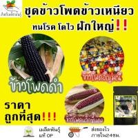 ราคา เมล็ดพันธุ์ ชุดข้าวโพดข้าวเหนียว ปลูกง่าย ทนโรค โตไว ข้าวโพดพลอย ข้าวโพดอัญมณี ข้าวโพด สีดำ ข้าวโพดแว็กซี่สีแดง พร้อมส่ง (12948180904)