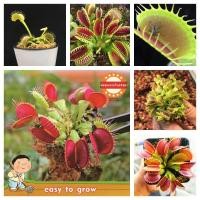 ราคา 30 เมล็ด ไม้กินแมลง กาบหอยแครงปากแดง Venus flytrap พันธุ์ดอกไม้ ผักสวนครัว พันธุ์ผัก ต้นไม้มงคล ต้นบอนสีแปลกๆ (12940930992)