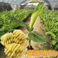ราคา แพ็กละ 50 เมล็ดพันธุ์ กล้วยแคระ Dwarf Banana Seed เมล็ดกล้วยด่าง เมล็ดกล้วยแคระ กล้วยด่างอินโด ต้นบอนสีชายชล (12934032370)