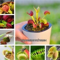 ราคา ปลูกง่าย กาบหอยแครงปากแดง Venus Flytrap 30 ต้นไม้ เมล็ดพันธุ์ ต้นไม้ประดับ เมล็ดบอนสี ต้นบอนสีแปลกๆ ต้นไม้ฟอกอากาศ (12739852006)
