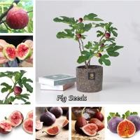ราคา รูปที่ แพ็คละ 200 แคปซูล Fig Seeds ต้นไม้ ต้นผลไม้ เมล็ดพันธุ์ พันธุ์ไม้ผล ต้นไม้ พันธุ์ไม้หายาก ต้นไม้หายาก เมล็ดบอนสี (12647385563)