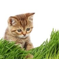 ราคา เมล็ด หญ้าแมว คุณภาพ 50 pcs เมล็ดพันธุ์ หญ้าสัตว์ อาหารสัตว์ Cat grass อัตรางอกสูง เมล็ดดอกไม้สวย ต้นไม้มงคล (12448979325)
