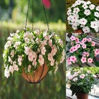 ราคา บอนสี เมล็ดพันธุ์ ดอกแพงพวย Mixed Catharanthus Roseus Seeds Periwinkle Seeds 50 เมล็ด ปลูกง่าย เมล็ดดอกไม้ (12147582277)