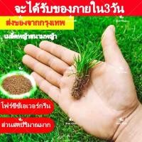 ราคา Lawn Grass Seed เมล็ดพันธุ์หญ้ารูซี่ 200 พร้อมปลูกได้เลย หญ้ารูซี่ หญ้าคองโก ไม้ประดับ เมล็ดดอกไม้ Flower Seed (12052671937)