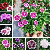 ราคา ปลูกง่าย บอนสีสวยๆ 200 เมล็ด เมล็ดพันธุ์ ดอกผีเสื้อ Dianthus Flower Seeds บอนสีหายาก เมล็ดพันธุ์ ดอกสีสันสวยงาม (11968702987)