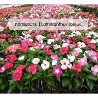 ราคา เมล็ดดอกไม้สวย เมล็ดพันธุ์ ดอกแพงพวย Catharanthus roseus 50 เมล็ด ต้นไม้มงคล ต้นไม้ประดับ พันธุ์ดอกไม้ ต้นไม้จิ๋วจริง (11876218200)
