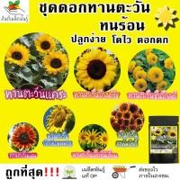 ราคา เมล็ดพันธุ์ ชุด ดอกทานตะวัน ขายดีที่สุด ปลูกง่าย โตไว ดอกดกสวย พร้อมส่ง ทานตะวันแคระ โกลด์รัช ยักษ์แมมมอธ ทานตะวันสีแดง (11570939756)