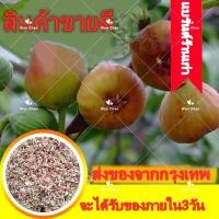 ราคา ประเทศไทยพร้อมสต็อก ต้นมะเดื่อฝรั่ง มะเดื่อ มะเดื่อฝรั่ง เมล็ดพันธุ์ Figs Seeds 200Pcs bag พันธุ์ไม้ผล พันธุ์ไม้หายาก (10570236491)