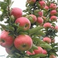 ราคา 50เมล็ด เมล็ดแอปเปิ้ลคละสี apple seed ราคาถูก สีแดง สีเขียว บอนไซ พืชในกระถาง บอนไซต้นไม้จิ๋ว เมล็ดพันธุ์ เมล็ดพันธุ์พืช (10270687361)