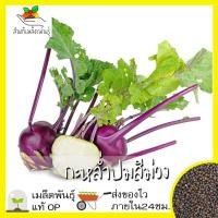 ราคา เมล็ดพันธุ์ กะหล่ำปม สีม่วง 500 เมล็ด Purple Vienna Kohlrabi Seed เมล็ดพันธุ์แท้100 นำเข้าจากต่างประเทศ กะหล่ำ ปลูกผัก (8296633221)