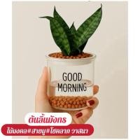 ราคา ต้นลิ้นมังกร กระถางรดน้ำอัตโนมัติ หินpoper ไม้มงคล เสริมดวง (43351857286)