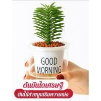 ราคา ต้นบันไดเศรษฐี กระถางรดน้ำอัตโนมัติ หินpopper (42061073443)