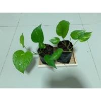 ราคา บริการเก็บเงินปลายทาง พลูด่าง (6147530409)