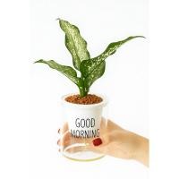 ราคา ต้นอุดมทรัพย์ กระถางรดน้ำอัตโนมัติ หินpopper ไม้มงคล (43061189339)