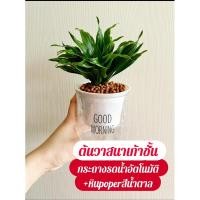 ราคา ต้นวาสนา9 ชั้น กระถางรดน้ำอัตโนมัติ หินสี poper แถมปุ๋ยออสโมโค้ท (28457183872)