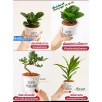 ราคา ต้นไม้ฟอกอากาศ กระถางรดน้ำอัตโนมัติ หินpopper แถมปุ๋ยออสโมโค้ท เสริมโชคลาภ มงคลชีวิต เสริมดวง เสริมบารมี (42522623420)