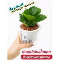 ราคา ต้นเปปเปอร์ใบหยก กระถางรดน้ำอัตโนมัติ หินมวลเบาpopper ฟรีปุ๋ยบำรุงต้น (42322467834)