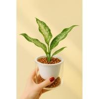 ราคา อดุมทรัพย์ กระถางรดน้ำอัตโนมัติ หินpopper (42160940991)