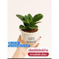 ราคา ต้นเปปเปอร์ด่าง กระถางรดน้ำอัตโนมัติ หินpopper มวลเบา (41572475386)