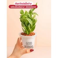 ราคา ต้นกวักเงินใบด่าง กระถางรดน้ำอัตโนมัติ หินpoper (42110940902)