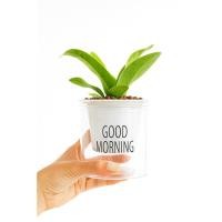 ราคา ต้นเฟิร์นข้าหลวง หินpopper กระถางรดน้ำอัตโนมัติ (26938311989)