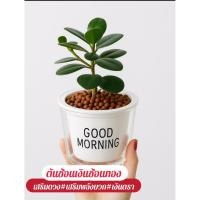 ราคา ต้นช้อนเงินช้อนทอง กระถางรดน้ำอัตโนมัติ หิน Popper ปุ๋ยบำรุงต้น (26439380808)