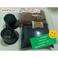 ราคา ดินพร้อมปลูก เซทพร้อมปลูก ดินเพาะชำ วัสดุปลูกต้นไม้ (10270962068)
