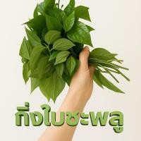 ราคา กิ่งใบชะพลู เมี่ยงคำใกล้ฉัน สมุนไพรไทยใกล้ฉัน ขั้นต่ำ 10กิ่ง (27136619211)