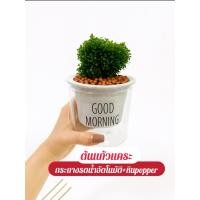 ราคา ต้นแก้วแคระ ต้นแก้วแคระมหามงคล กระถางรดน้ำอัตโนมัติ หินpopper (42874533777)