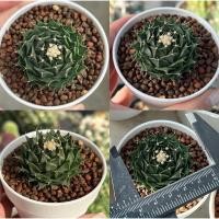 ราคา Obregonia Denegrii กลีบกระทง 3 pot กระบองเพชร เเคคตัส (44209375398)