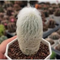 ราคา Espostoa Lanata เอสโพทัว กระบองเพชร เเคคตัส (43516164204)