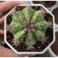 ราคา Melocactus Matanzanas variegata เมโลแคระด่าง กระบองเพชร เเคคตัส (43166168469)