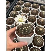 ราคา Gymno Ragonesei ยิมโนจานบิน 3 pot กระบองเพชร เเคคตัส (43509271143)