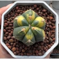 ราคา Gymno Horstii variegata ยิมโนฮอททิไอด่าง 3 pot กระบองเพชร เเคคตัส (29288889605)