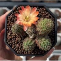 ราคา Rebutia pygmaea รีบูเทีย 3 pot กระบองเพชร เเคคตัส (27040766521)