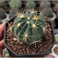 ราคา Ferocactus latispinus เฟโรแคคตัส กระบองเพชร เเคคตัส (41666172782)