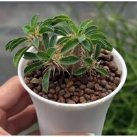 ราคา Euphorbia guillauminiana ยูโฟเบีย (41166173901)