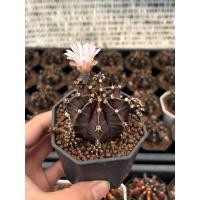 ราคา Gymno black widow ยิมโน เเบล็ควิโดว์ 3 pot กระบองเพชร เเคคตัส (42109288295)