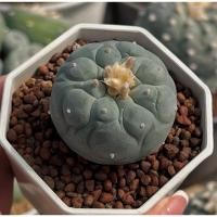 ราคา Lophophora Fricii โลโฟ ฟริซิไอ กระบองเพชร เเคคตัส (28440757565)