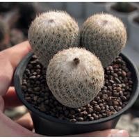 ราคา Epithelantha Micromeris 3 pot กระบองเพชร เเคคตัส (44109328106)
