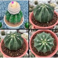 ราคา Melocactus caesius v inermis เมโลแคคตัส กระบองเพชร (44066175610)