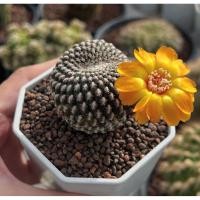 ราคา Sulcorebutia arenacea ซัลโครีบูเทีย 3 pot กระบองเพชร เเคคตัส (43509368466)
