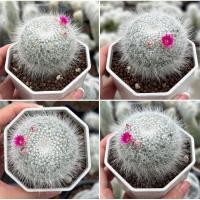 ราคา Mammilaria Superbar 3 pot กระบองเพชร เเคคตัส (43016175032)