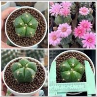 ราคา Gymno Horstii ยิมโนฮอททิไอดอกชมพู 3 pot กระบองเพชร เเคคตัส (42359372032)