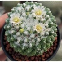 ราคา Mammillaria Erusamu แมมอีรุซามุดอกขาว 3 pot กระบองเพชร เเคคตัส (42359335526)