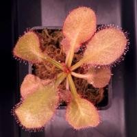 ราคา Drosera Andromeda 2 pot หยาดนํ้าค้าง ต้นไม้กินเเมลง (27089657053)